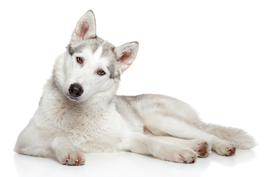 ejemplar de husky siberiano