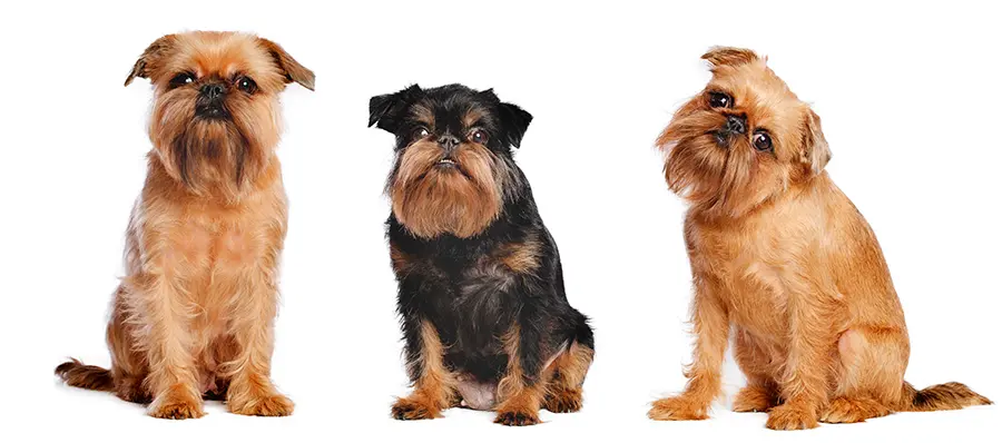 ejemplares de Grifon Belga ejemplares de Grifon Belga