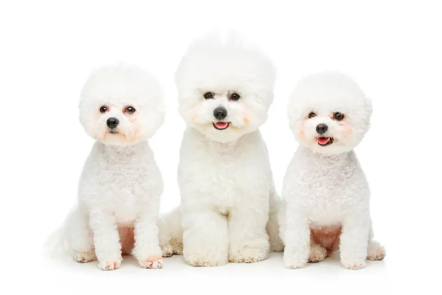 ejemplares de bichon frise