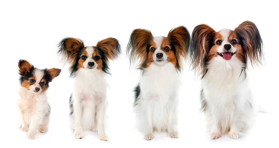 evolucion de la raza papillon evolucion de la raza papillon