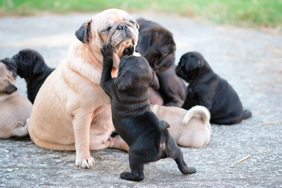 familia de perros pug familia de perros pug
