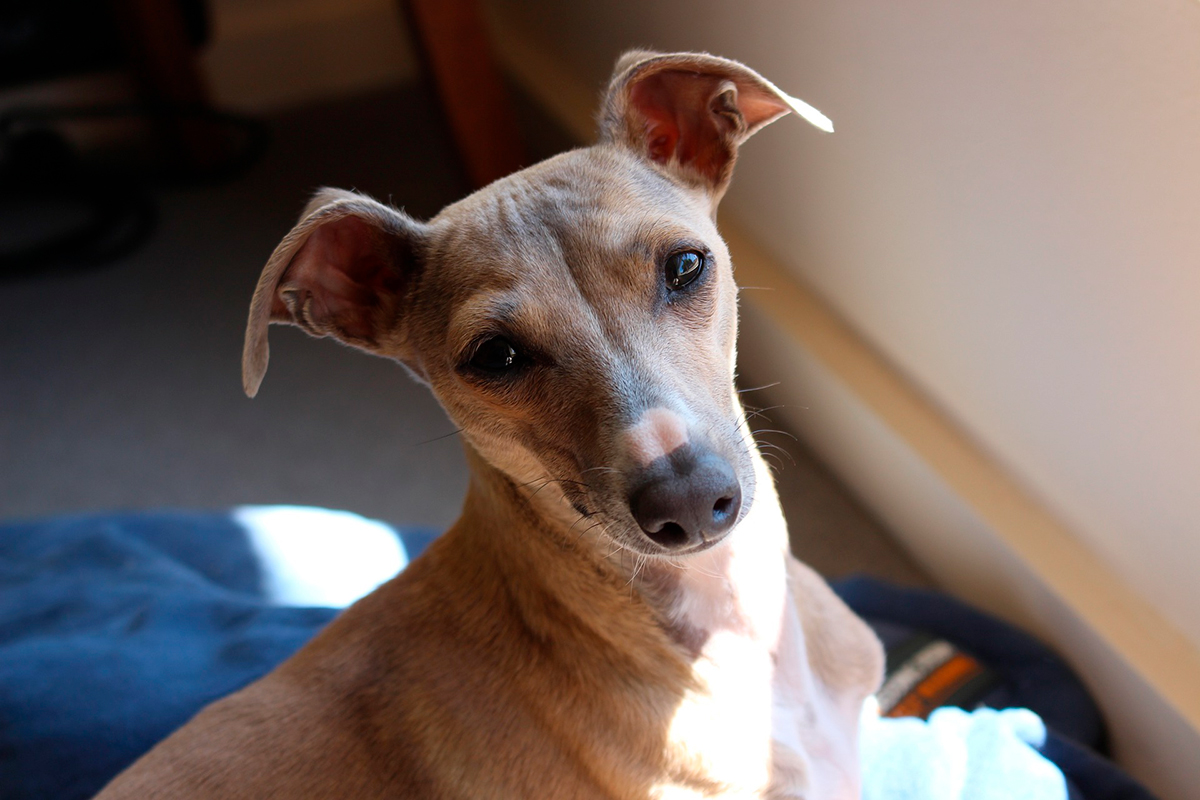 galgo italiano