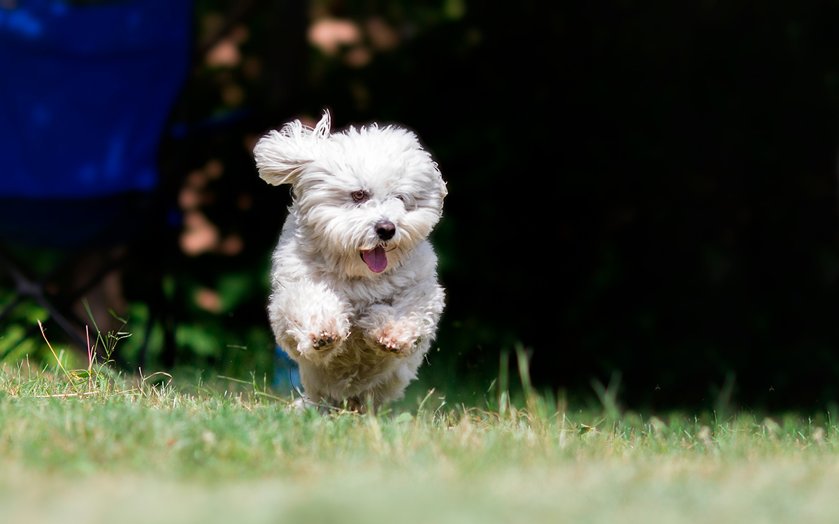 historia de la raza Coton de Tulear