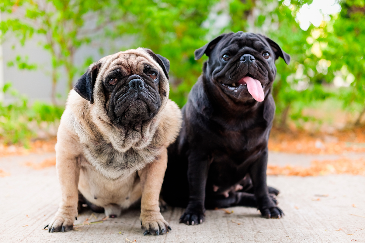 historia de la raza PUG