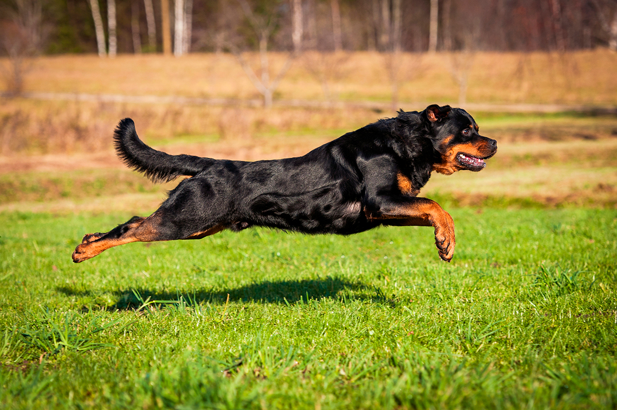 historia de la raza Rottweiler historia de la raza Rottweiler