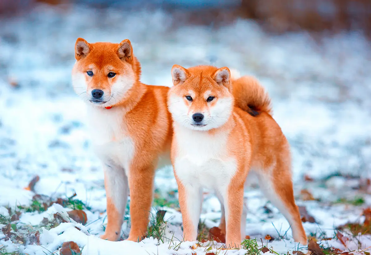 historia de la raza Shiba Inu