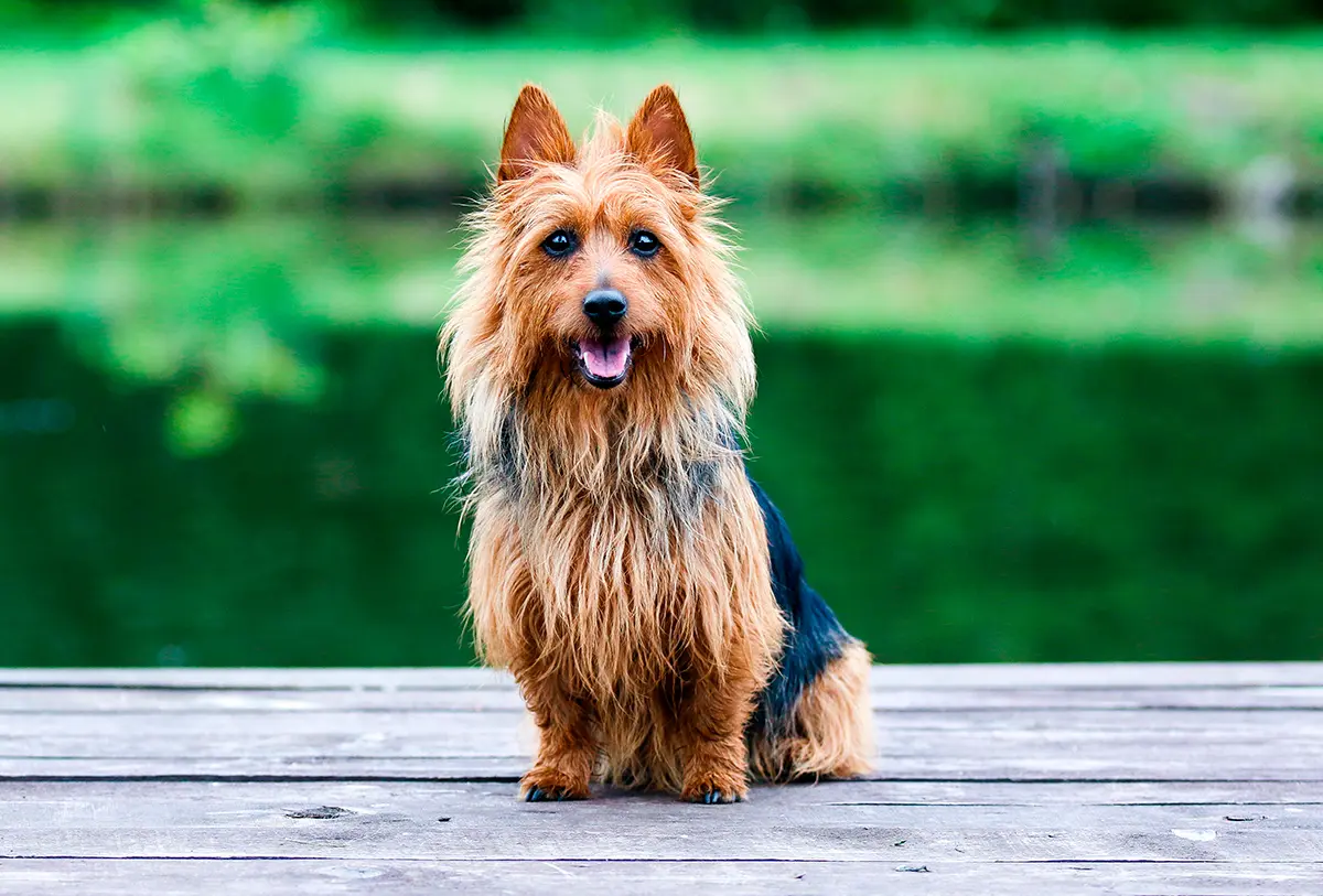 historia del terrier australiano