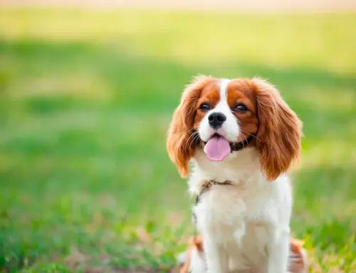 Estándar de la raza Cavalier King Charles Spaniel