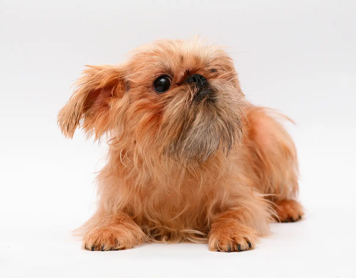 origen de la raza Grifon Belga