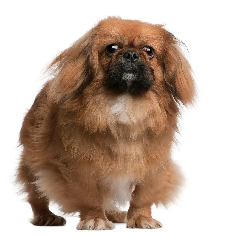 perro Pekines