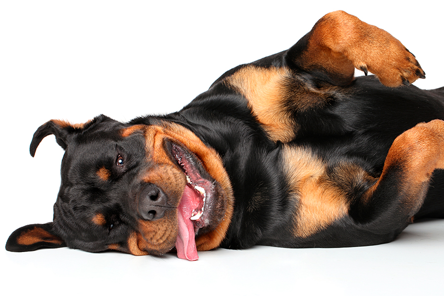 perro Rottweiler perro Rottweiler