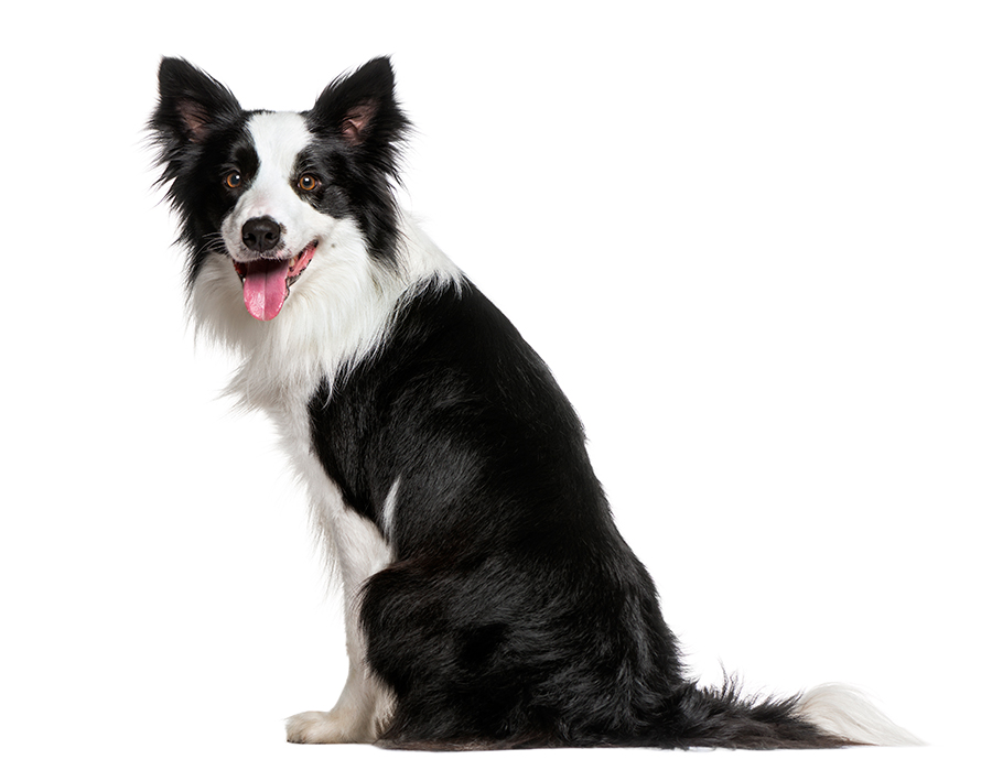 perro de raza Border Collie perro de raza Border Collie