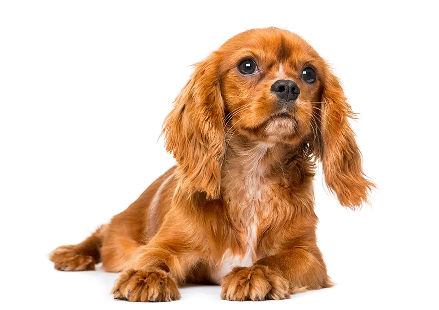 perro de raza Cavalier King Charles Spaniel perro de raza Cavalier King Charles Spaniel