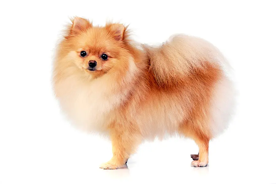 perro pomerania