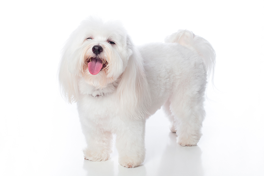 raza Coton de Tulear