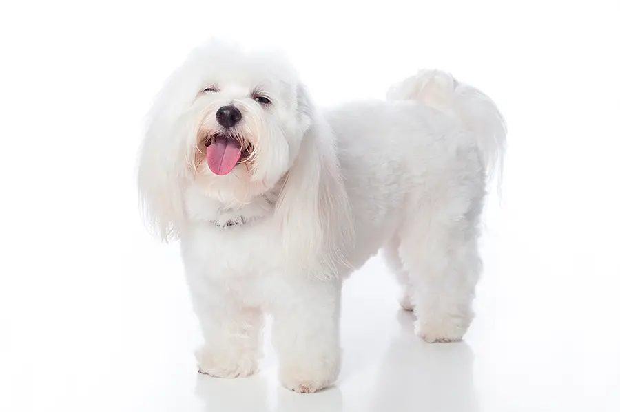 raza Coton de Tulear raza Coton de Tulear