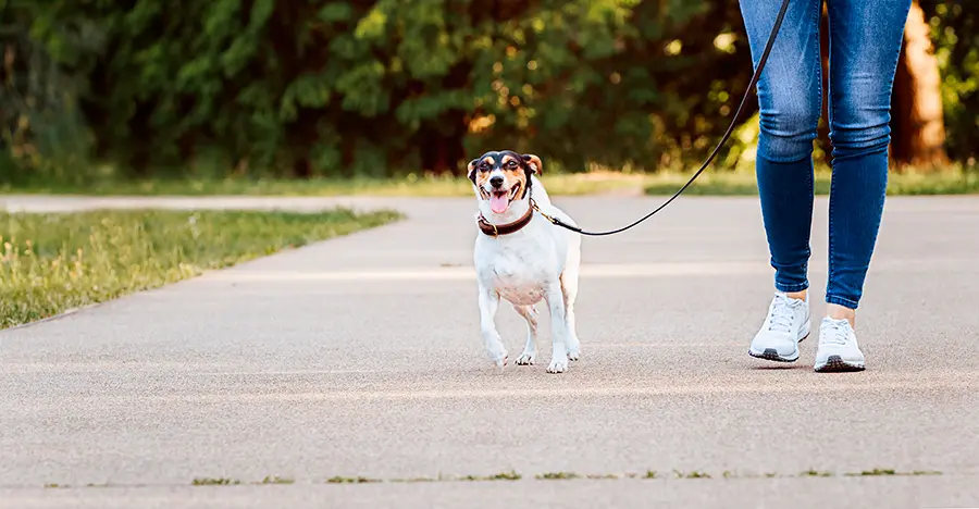 raza de perro bodeguero andaluz