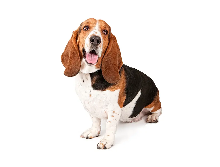 ejemplar de Basset Hound ejemplar de Basset Hound