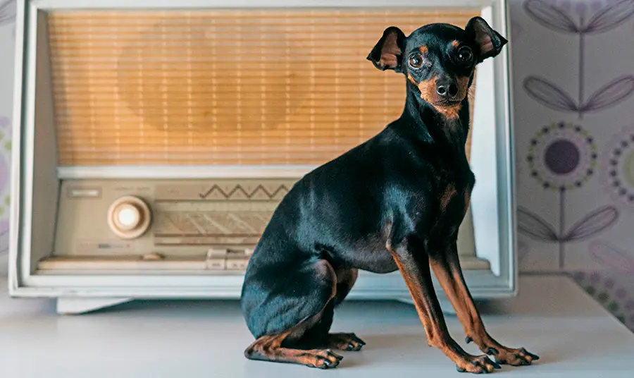 ejemplar de Raton de Praga