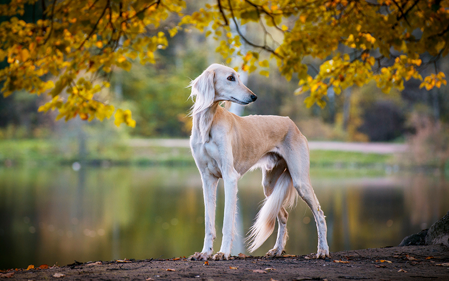 ejemplar de raza Saluki