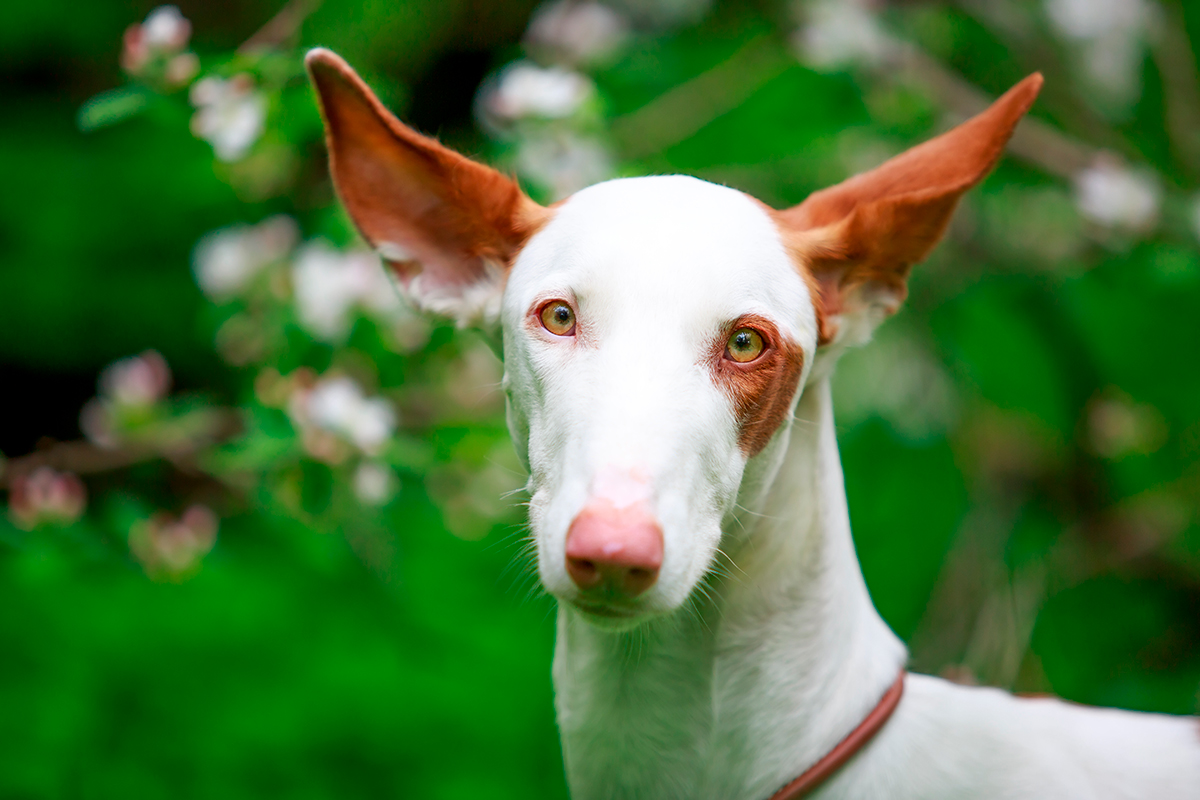 historia de la raza Podenco Iberico