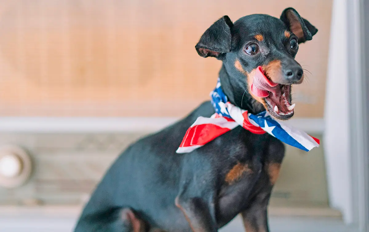 historia de la raza Raton de Praga