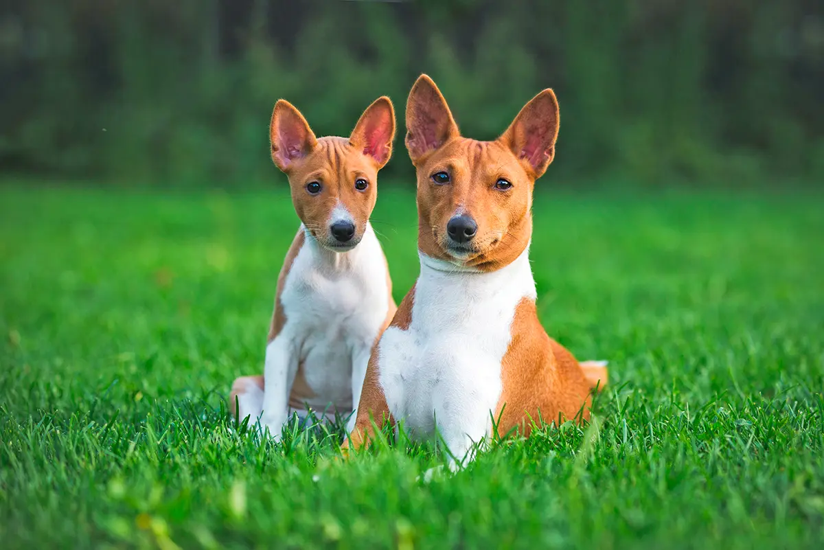 historia de la raza basenji