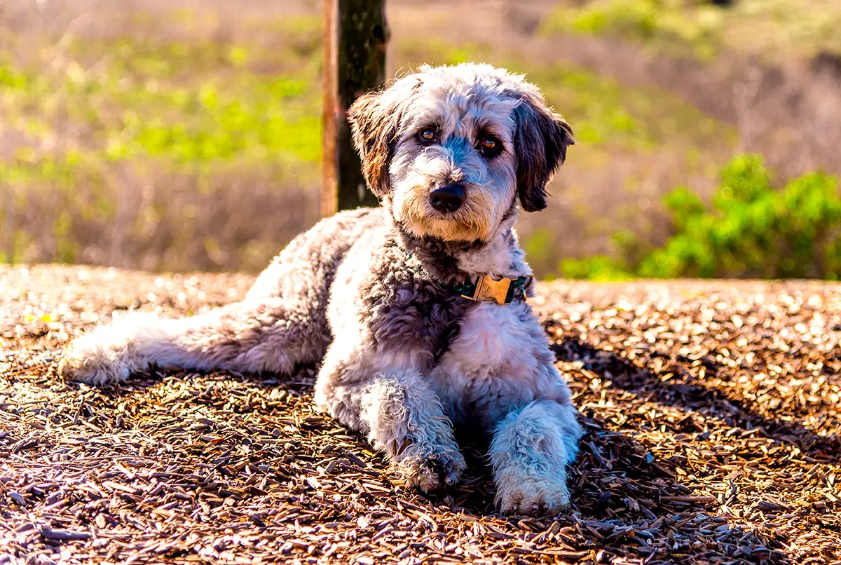 origen de la raza Aussiedoodle