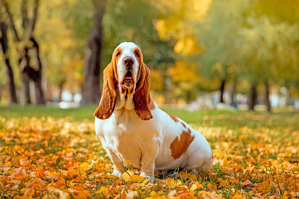origen de la raza Basset Hound