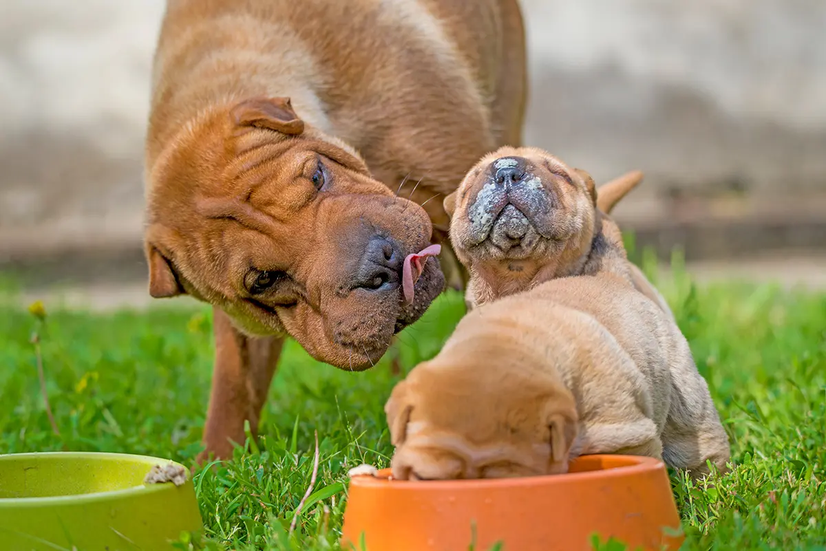origen de la raza Shar Pei