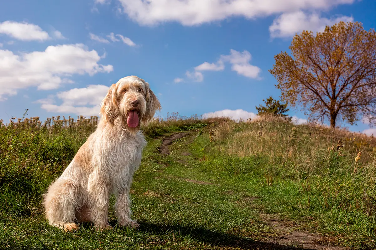origen de la raza Spinone italiano