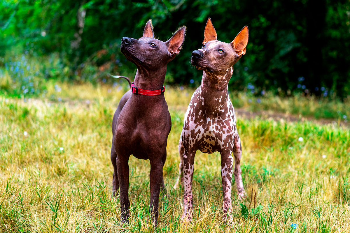 origen de la raza Xoloitzcuintle