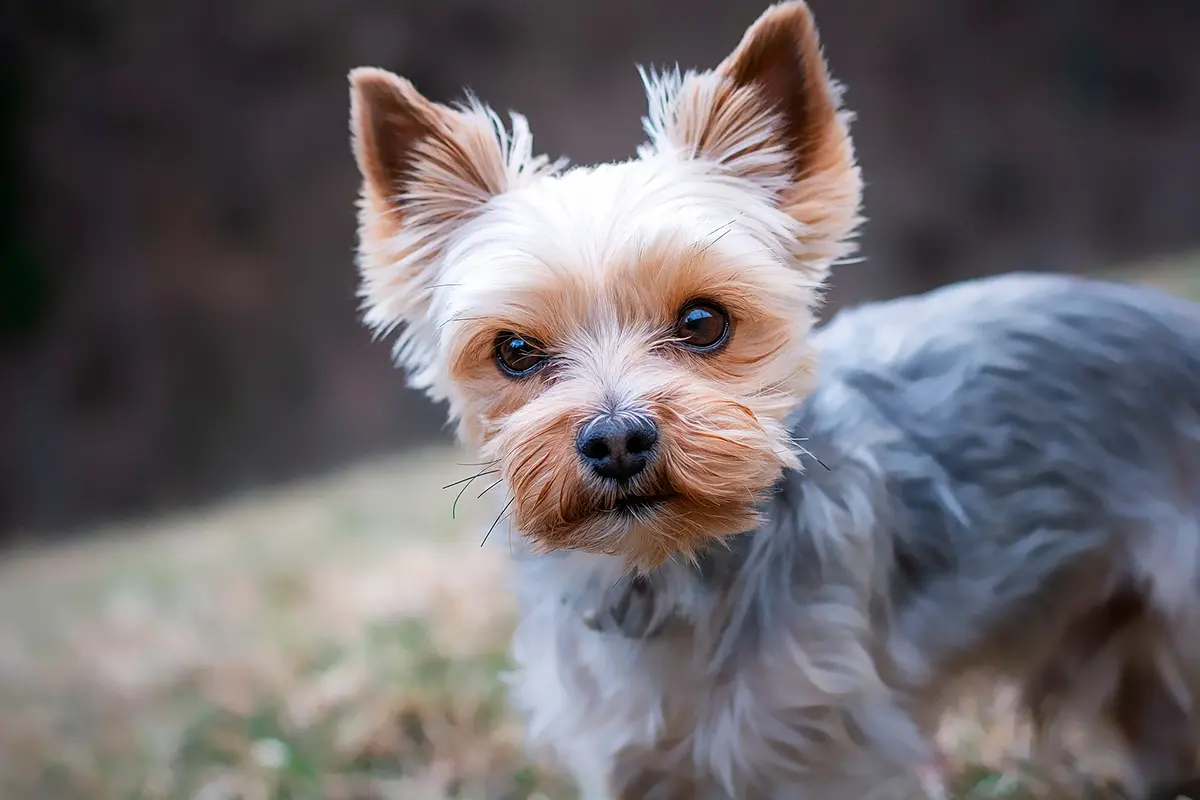 origen de la raza Yorkshire Terrier
