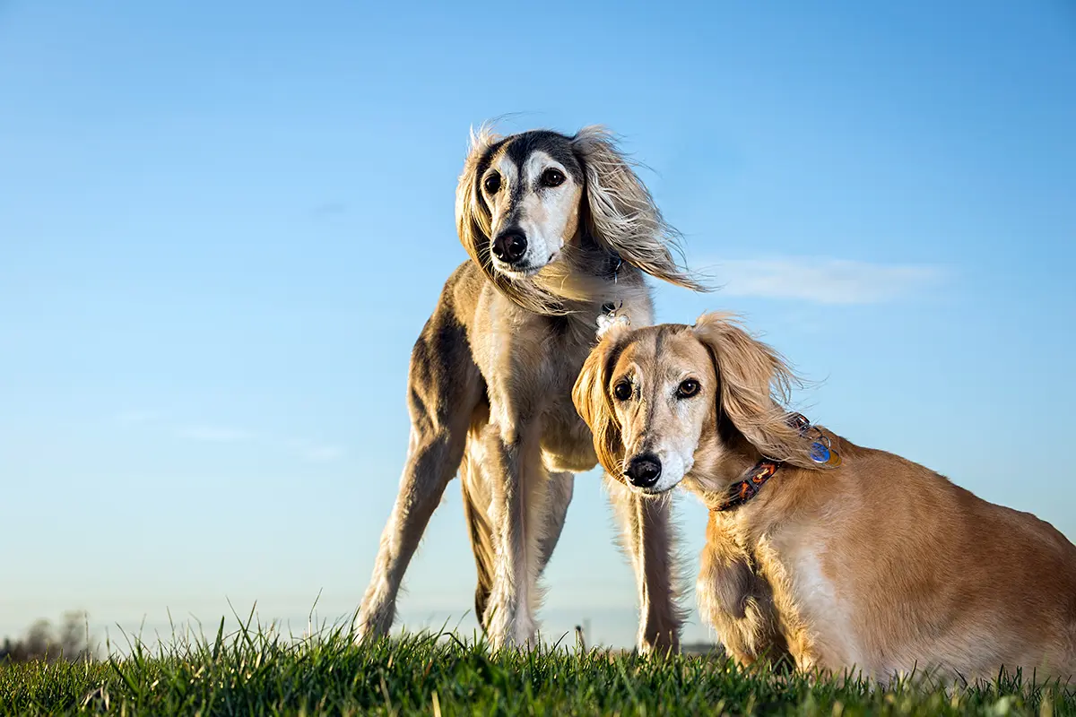 origen de la raza canina Saluki