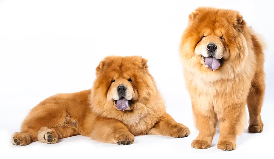 perros de raza Chow Chow