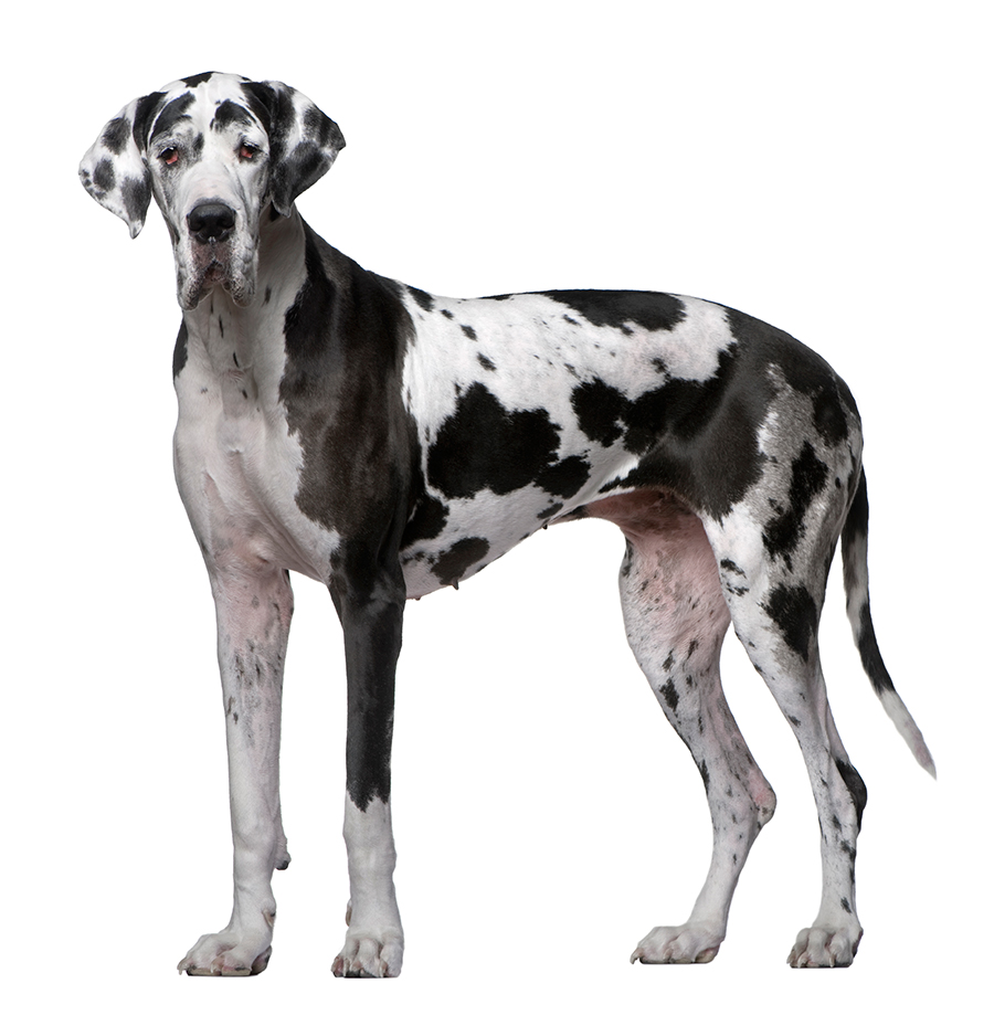 Ejemplar de Dogo Aleman Ejemplar de Dogo Aleman