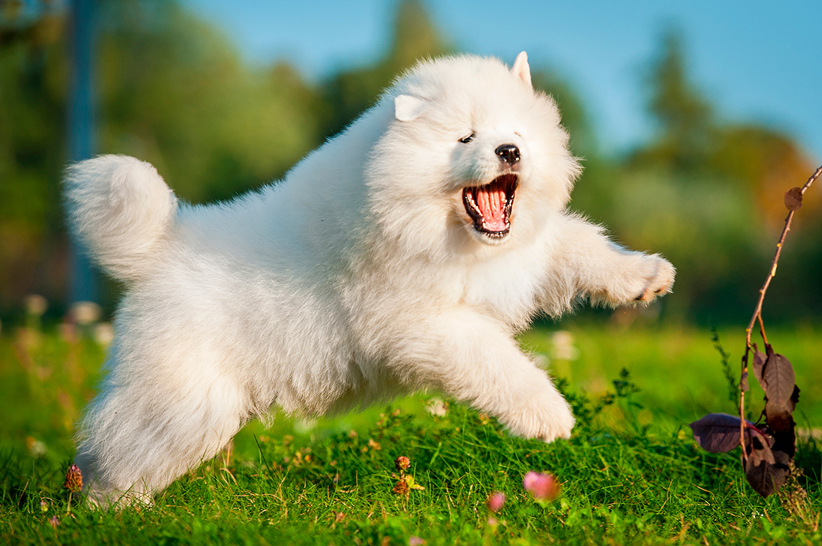 Origen de la raza Samoyedo Origen de la raza Samoyedo
