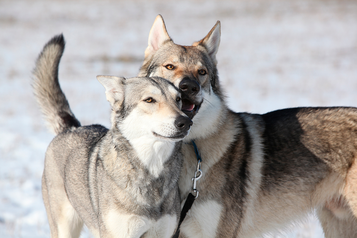Origen del Perro lobo de Saaloos