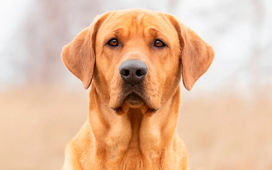 ejemplar de Broholmer