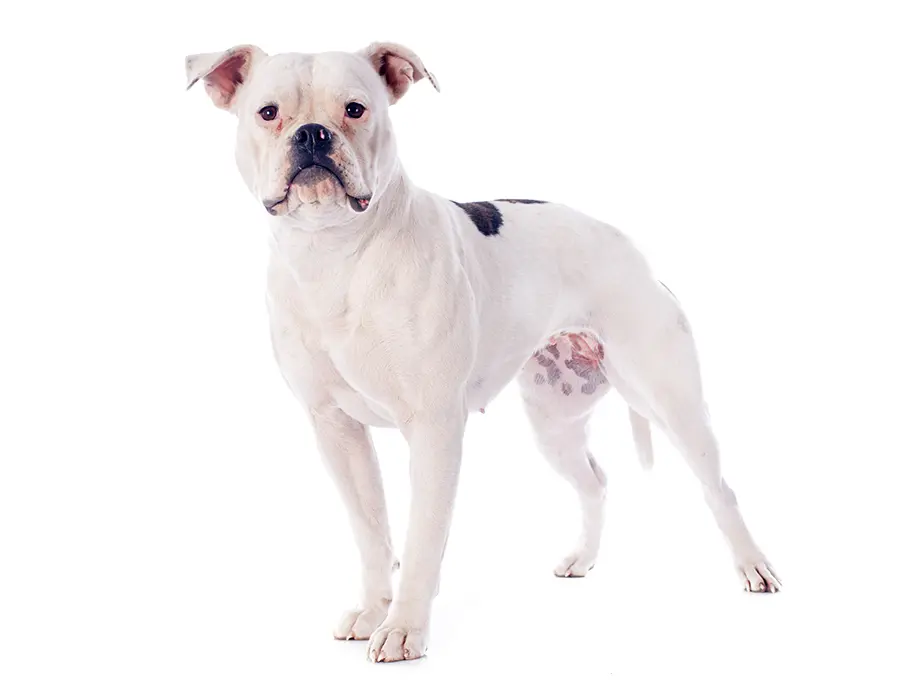 ejemplar de Bulldog Americano