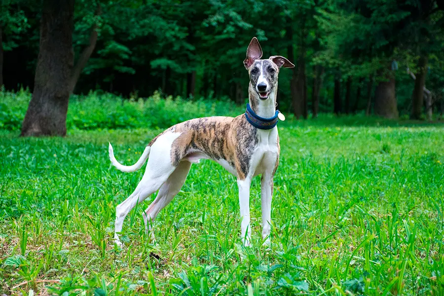 ejemplar de Galgo Ingles