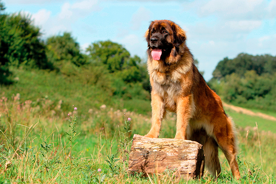 ejemplar de Leonberger ejemplar de Leonberger