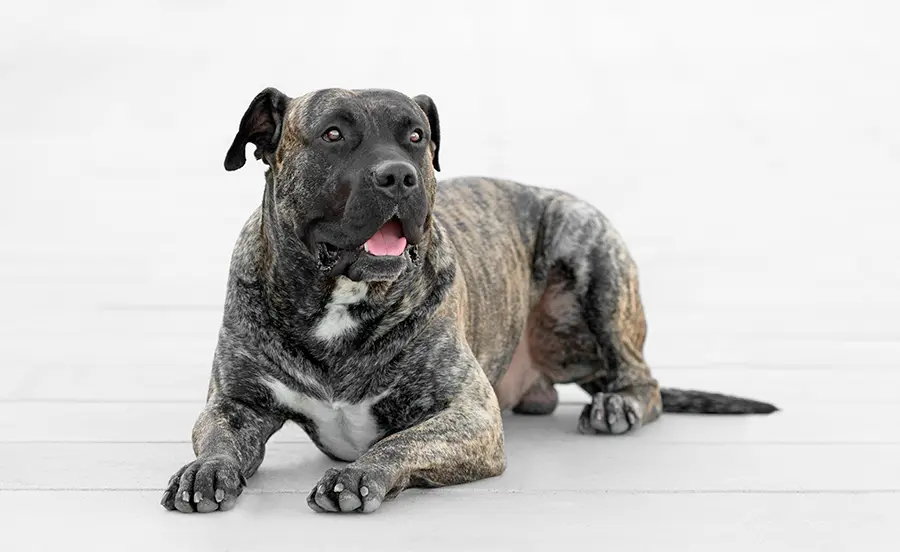 ejemplar de Presa Canario