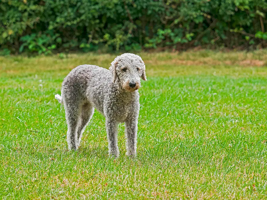 ejemplar de raza Bedlington