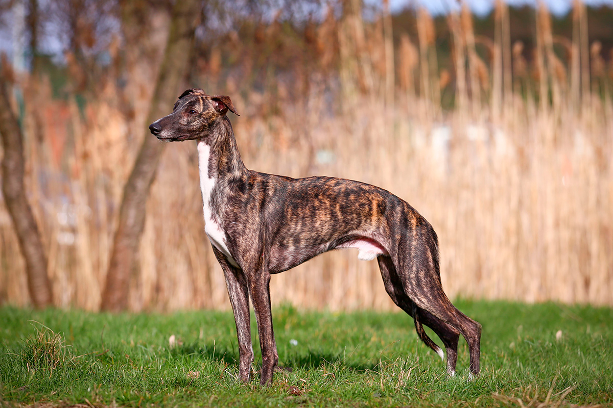 historia de la raza galgo ingles