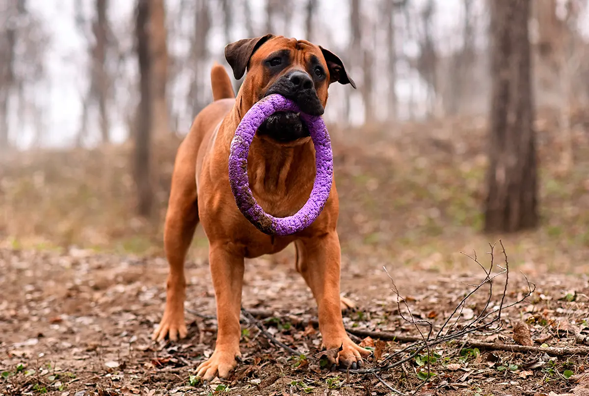 origen de la raza Boerboel