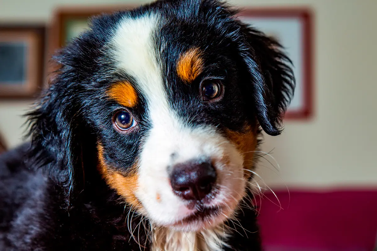 origen de la raza Boyero de Berna