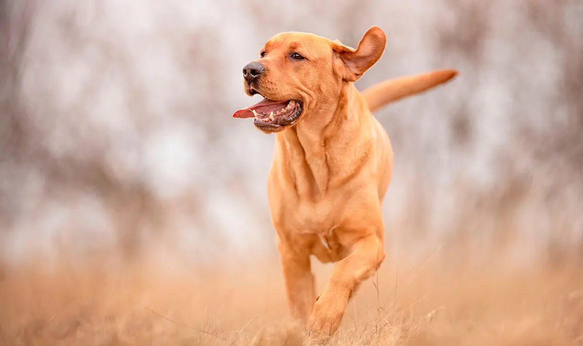 origen de la raza Broholmer