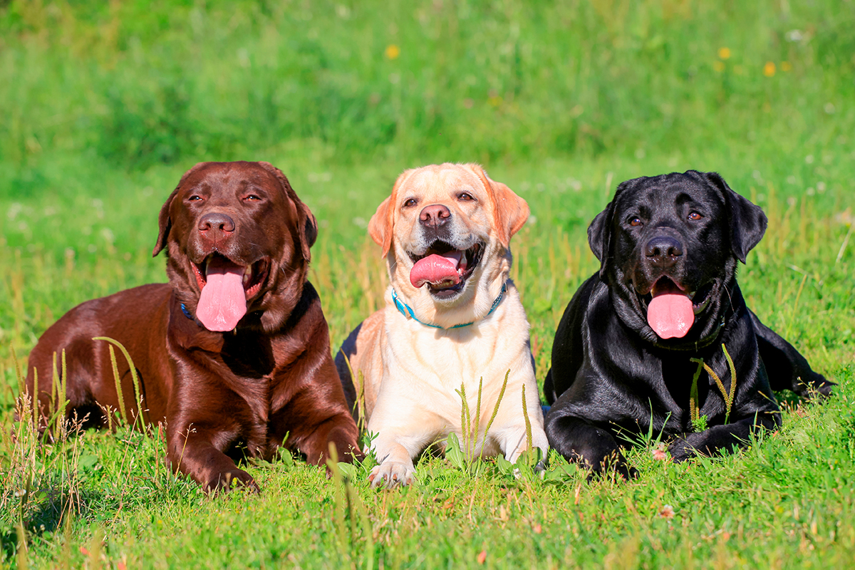 origen de la raza Labrador Retriever