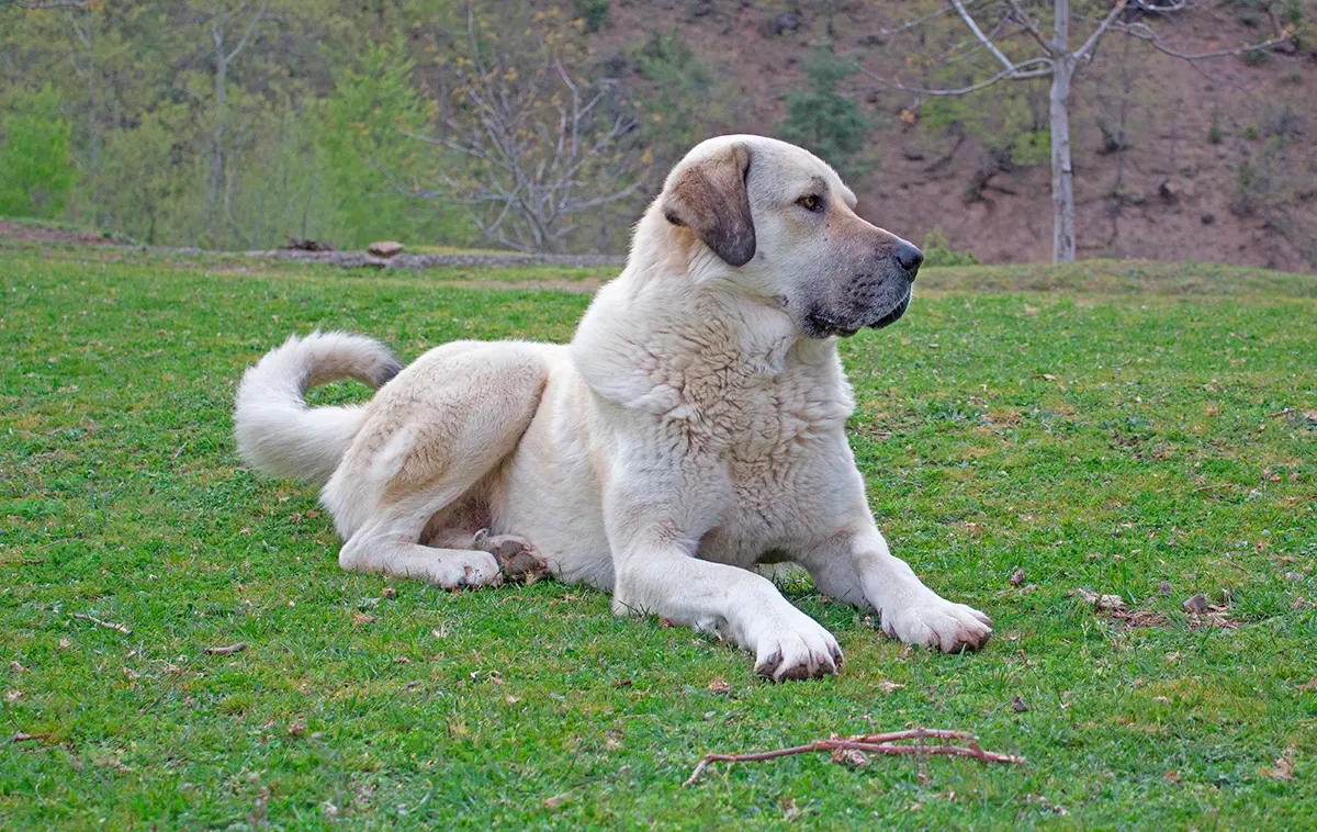 origen de la raza kangal
